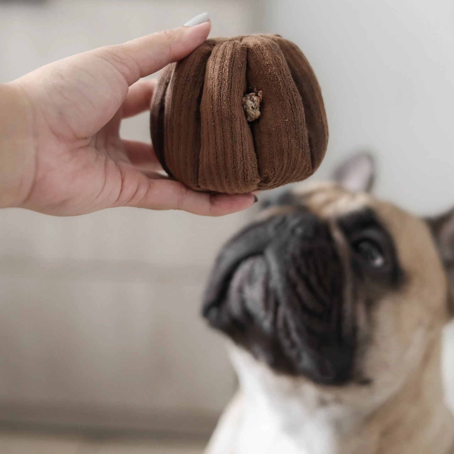 Jouet de Fouille : Canele