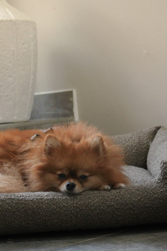 Le Teddy Lounge Coffee┃Tissu Bouclette