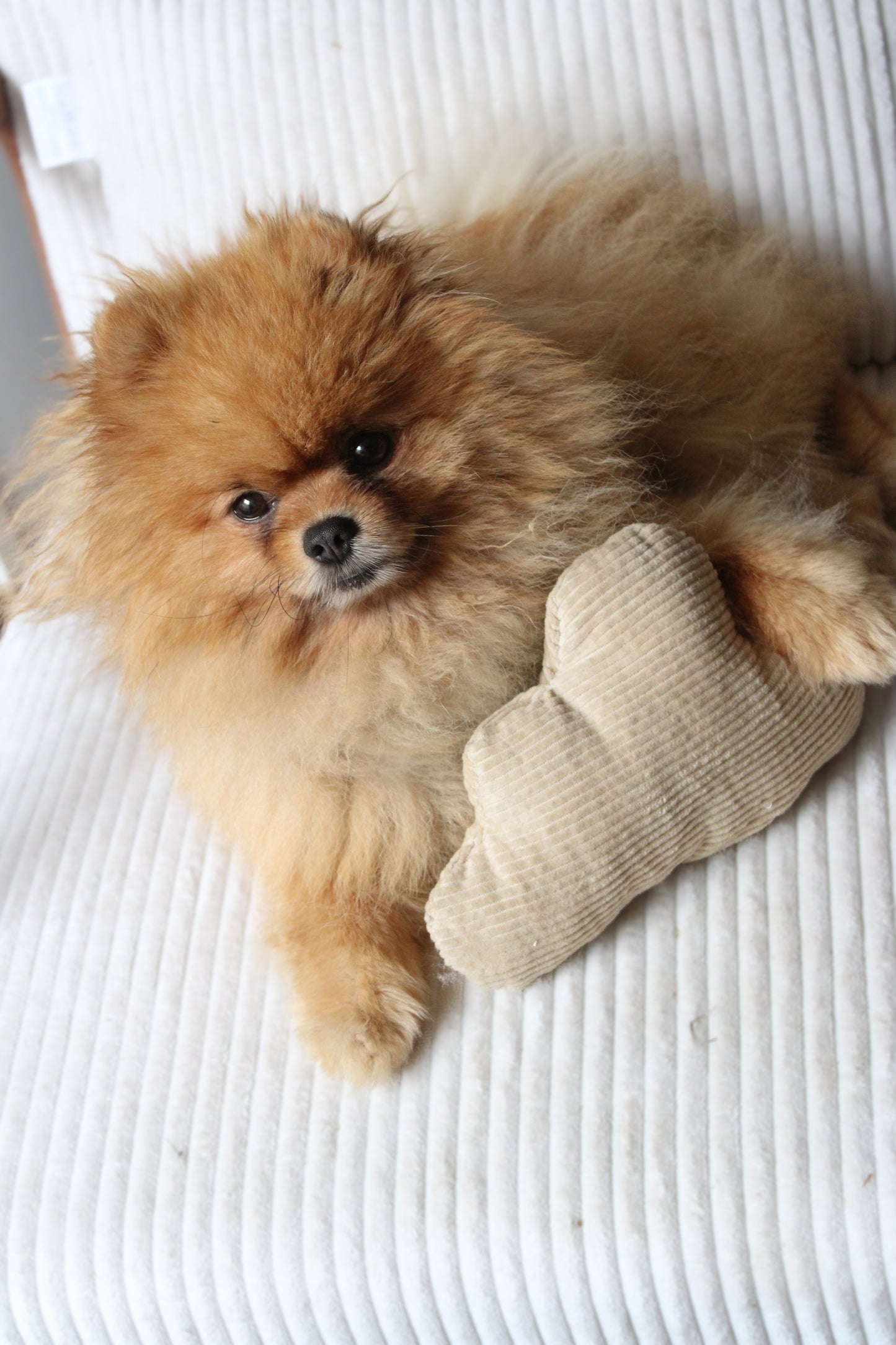 Jouet Nuage Beige┃Tissu velours cotelé