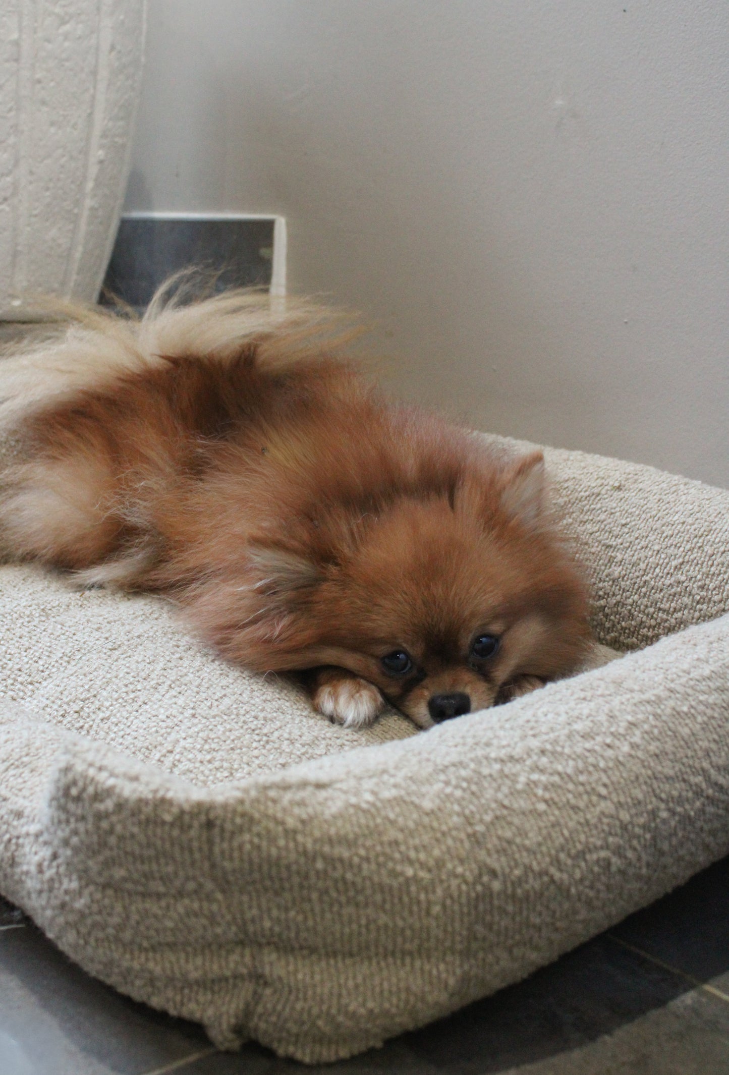 Le Teddy Lounge Nude┃ Beige