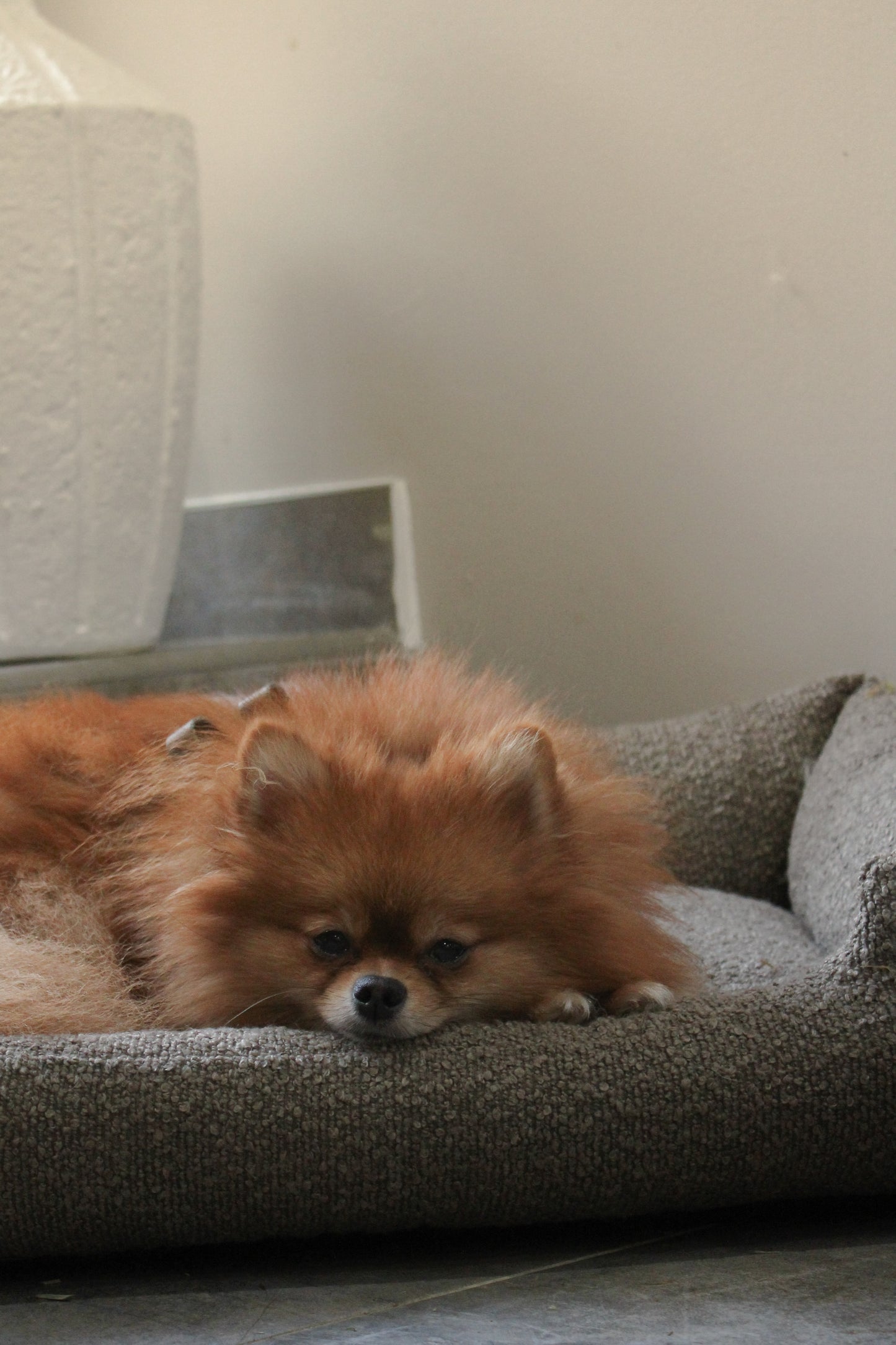 Le Teddy Lounge Coffee┃Tissu Bouclette