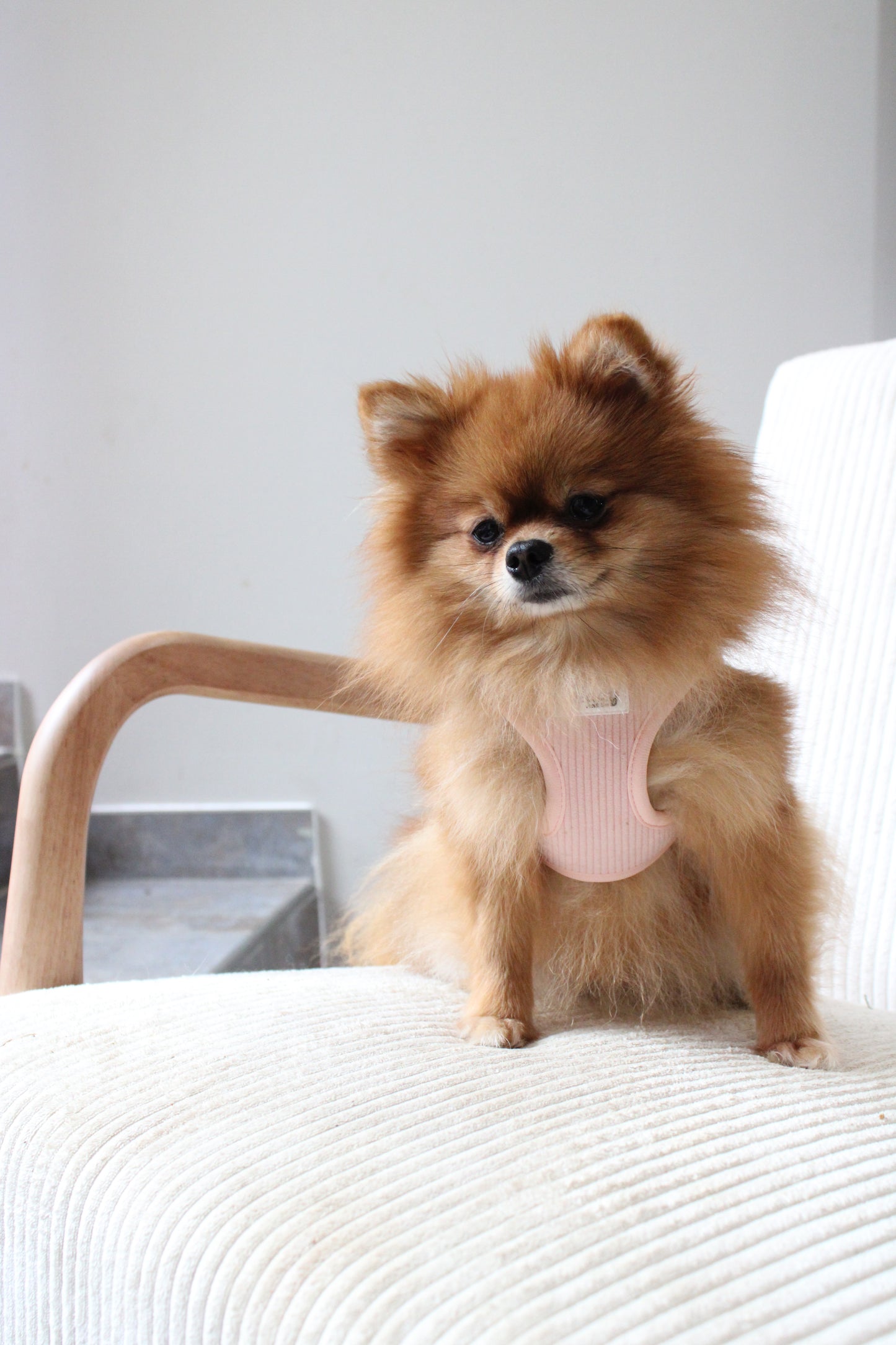 Harnais Easy Fit Poudre┃Tissu Velours cotelé